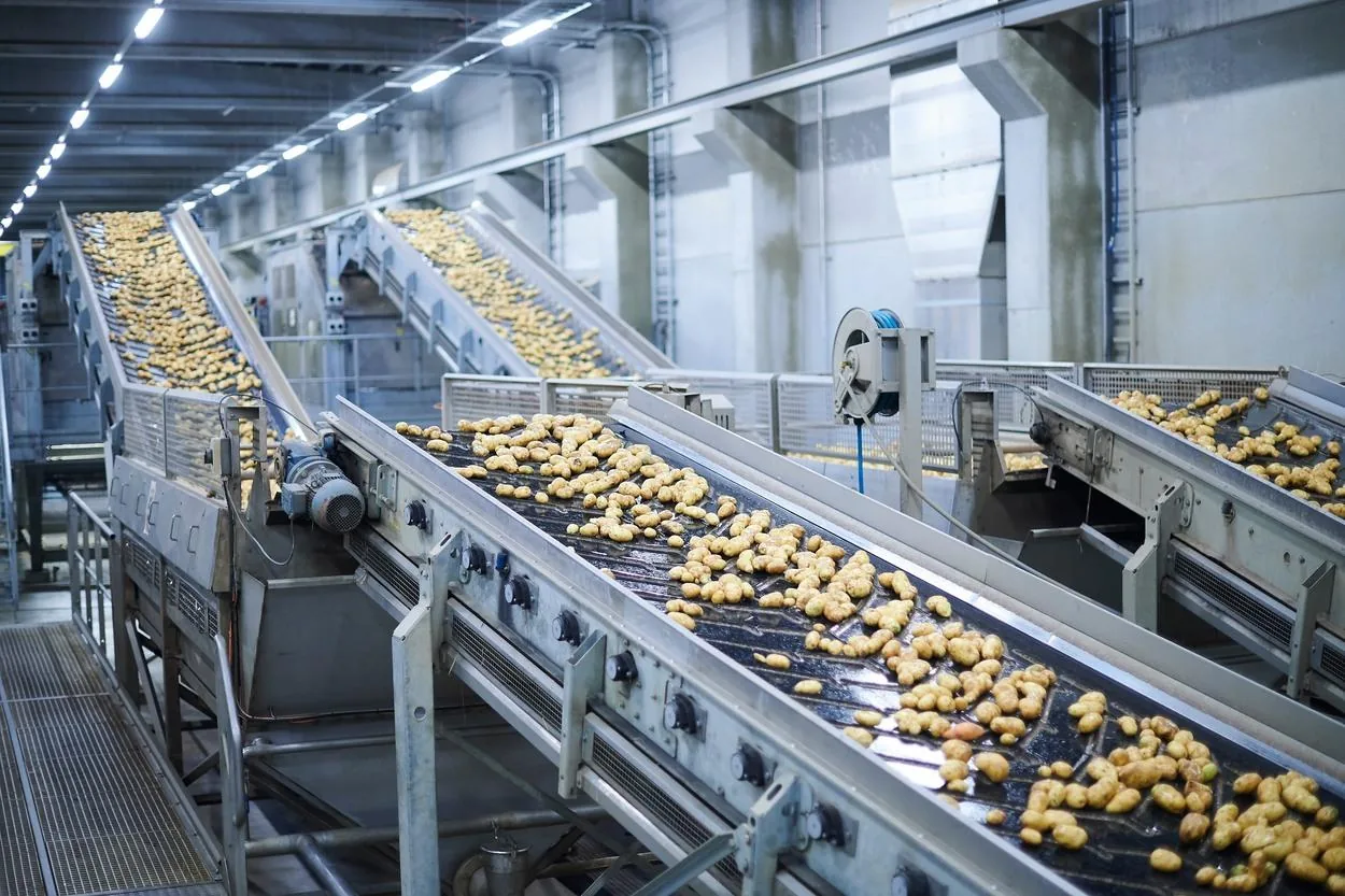 Potato processing